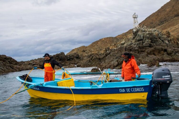 Decomisan SADER y MARINA más de 4 mil toneladas de producto pesquero ilegal