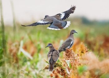 Afinan arranque de la temporada de caza de paloma ala blanca en Tamaulipas