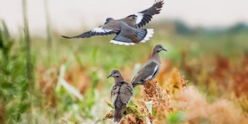 Afinan arranque de la temporada de caza de paloma ala blanca en Tamaulipas