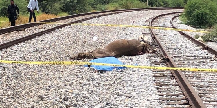 Muere junto a su caballo embestidos por el tren
