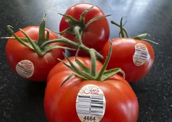 México fija precios mínimos al jitomate para evitar aranceles en EU