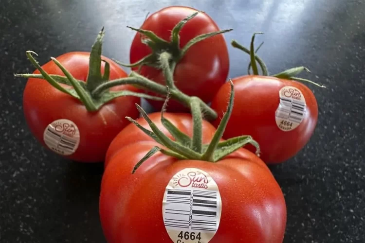 México fija precios mínimos al jitomate para evitar aranceles en EU