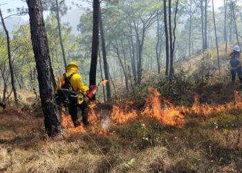 Consumen mil hectáreas los 28 incendios forestales registrados este año en Tamaulipas