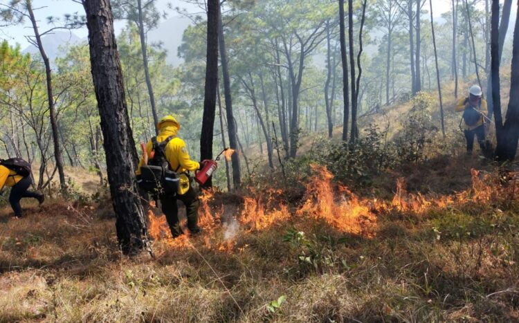 Consumen mil hectáreas los 28 incendios forestales registrados este año en Tamaulipas