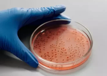 Bacteria carnívora suma 8 víctimas en Florida y Luisiana