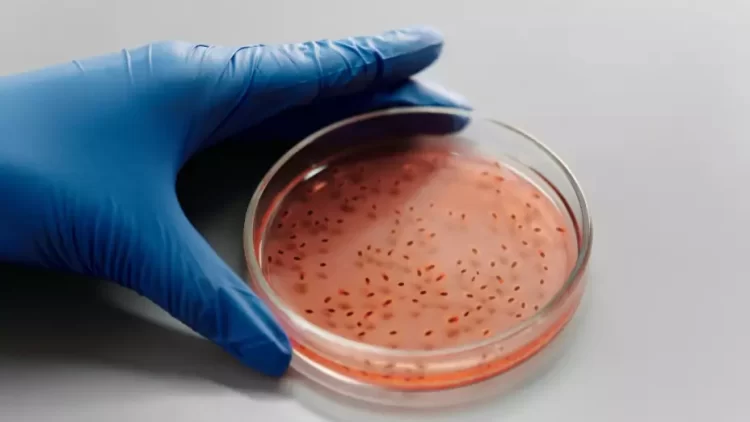 Bacteria carnívora suma 8 víctimas en Florida y Luisiana