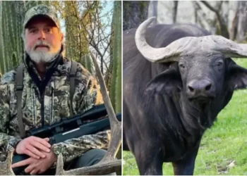 Empresario muere embestido por búfalo en safari en Sudáfrica