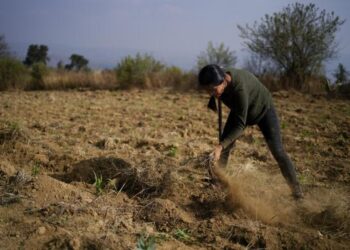 Productores del norte de Tamaulipas enfrentan falta de apoyos