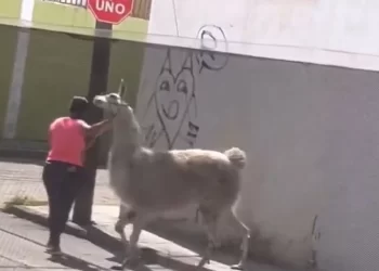Mujer saca a pasear ¡a su llama!