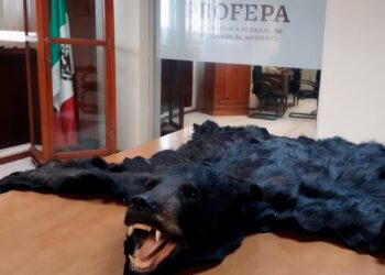 Decomisa Profepa piel de oso en paquetería procedente de SLP