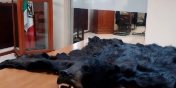 Decomisa Profepa piel de oso en paquetería procedente de SLP