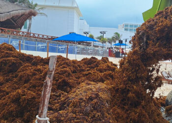 Semar retira 300 toneladas de sargazo en Quintana Roo