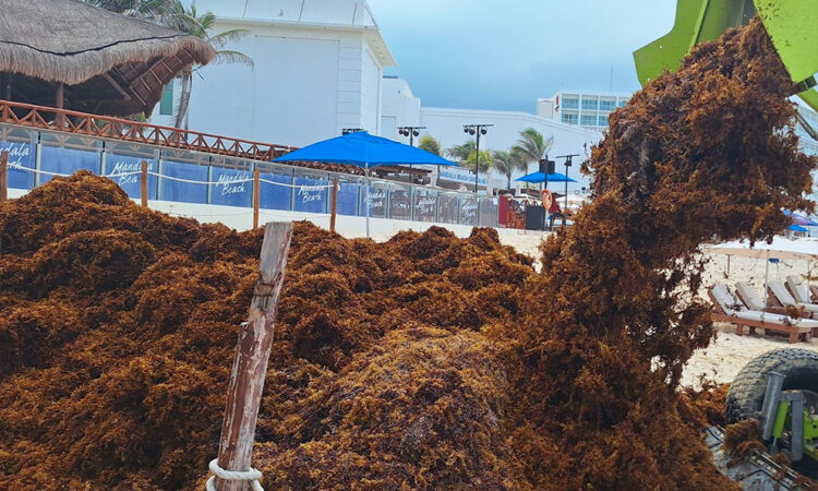Semar retira 300 toneladas de sargazo en Quintana Roo