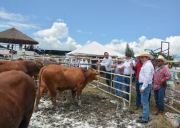 Ofertan 127 sementales bovinos en programa de mejoramiento genético en González