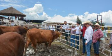 Ofertan 127 sementales bovinos en programa de mejoramiento genético en González