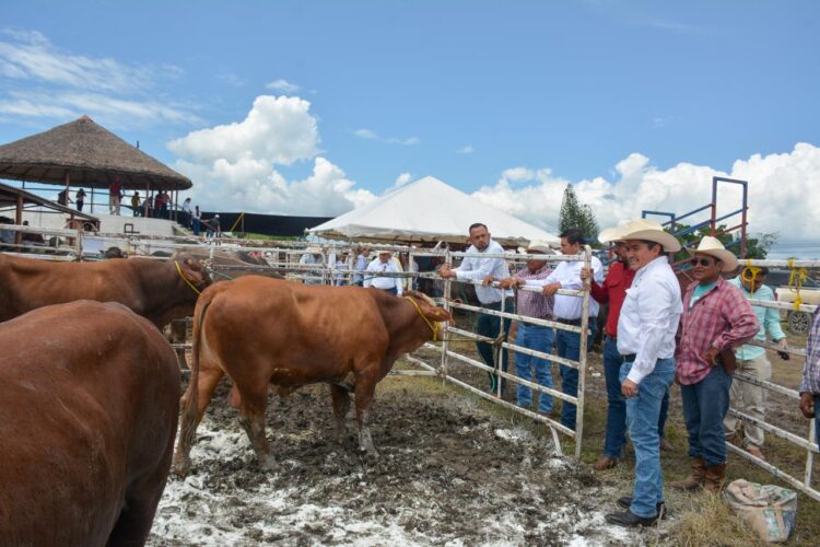 Ofertan 127 sementales bovinos en programa de mejoramiento genético en González