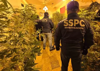Caen cuatro con invernaderos de mariguana en pleno corazón de la CDMX