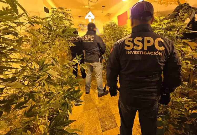 Caen cuatro con invernaderos de mariguana en pleno corazón de la CDMX