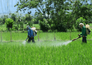 Erradicar plaguicidas ilegales en México un desafío para el gobierno; alcanza el 15% de los utilizados