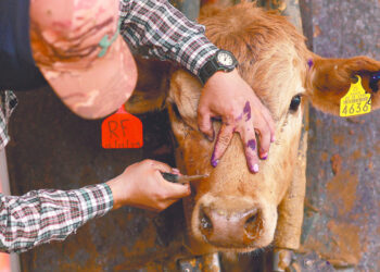 Detectan caso de gusano barrenador del ganado en Sabinas, Nuevo León; vaquilla salió de Veracruz