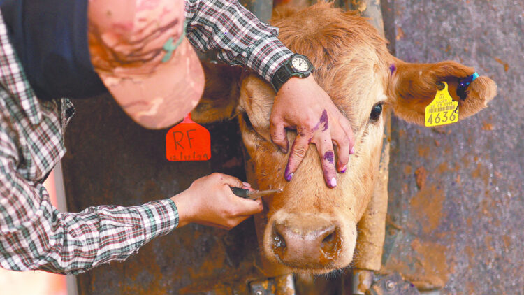 Detectan caso de gusano barrenador del ganado en Sabinas, Nuevo León; vaquilla salió de Veracruz
