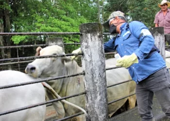Endurece Tamaulipas inspección contra el gusano barrenador del ganado ante caso en Nuevo León