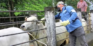 Endurece Tamaulipas inspección contra el gusano barrenador del ganado ante caso en Nuevo León