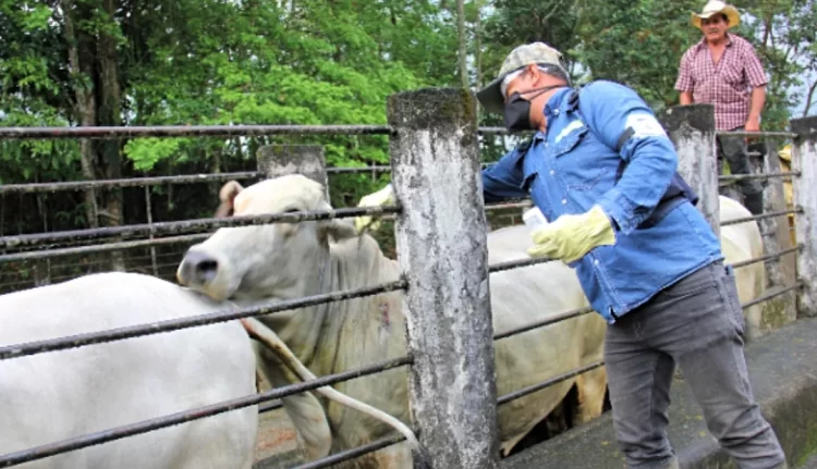 Endurece Tamaulipas inspección contra el gusano barrenador del ganado ante caso en Nuevo León