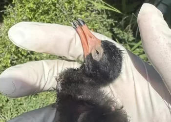 Confirman nuevo brote de influenza aviar H5N en Matamoros, Tamaulipas