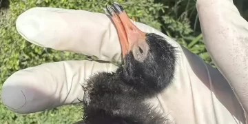 Confirman nuevo brote de influenza aviar H5N en Matamoros, Tamaulipas