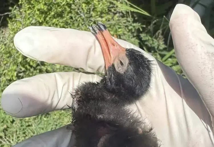 Confirman nuevo brote de influenza aviar H5N en Matamoros, Tamaulipas