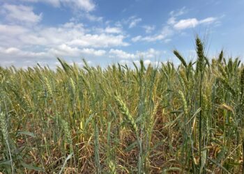 Promueven la siembra de 13 mil hectáreas de trigo en San Fernando, Méndez y Burgos