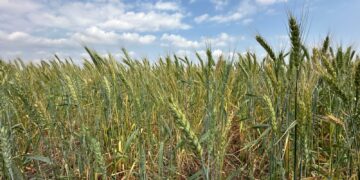 Promueven la siembra de 13 mil hectáreas de trigo en San Fernando, Méndez y Burgos