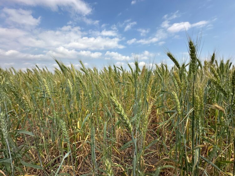 Promueven la siembra de 13 mil hectáreas de trigo en San Fernando, Méndez y Burgos