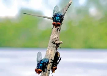 Liberan 800 mil moscas contra el barrenador en Nuevo León