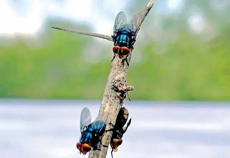 Liberan 800 mil moscas contra el barrenador en Nuevo León