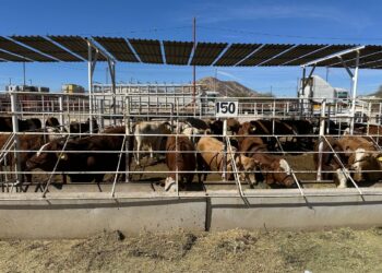 Brote de gusano barrenador en Nuevo León por tolerancia de SADER-SENASICA 