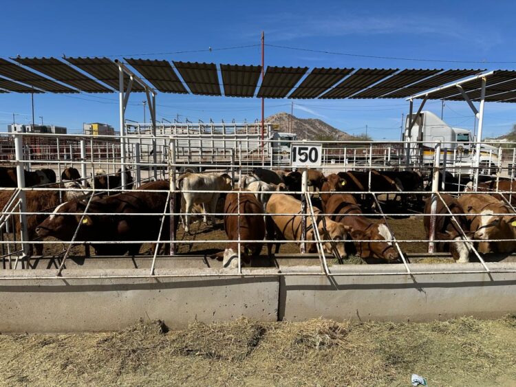 Brote de gusano barrenador en Nuevo León por tolerancia de SADER-SENASICA 
