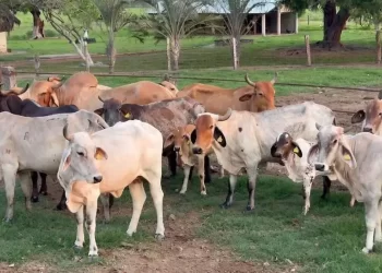 Sheinbaum restringe ganado de centroamérica, solo ingresará por puerto Chiapas