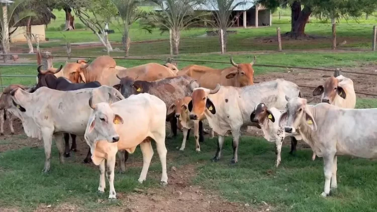 Sheinbaum restringe ganado de centroamérica, solo ingresará por puerto Chiapas