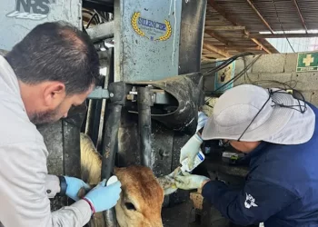 Demanda Beltrones cierre de frontera sur a entrada de ganado de Centro y Sudamérica