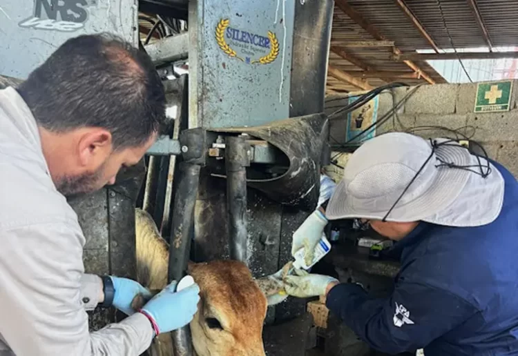 Demanda Beltrones cierre de frontera sur a entrada de ganado de Centro y Sudamérica