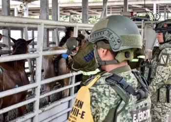 Cinco mil 86 casos de Gusano Barrenador del Ganado confirmados en 7estados del sureste de México