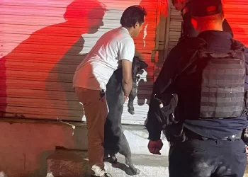 Cinco perros pitbull matan a ratero en marmolería; policías acribillan a dos