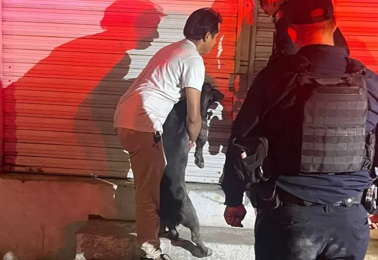 Cinco perros pitbull matan a ratero en marmolería; policías acribillan a dos