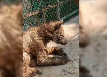 Zoológico de NL responde a caso de osa enferma