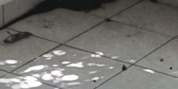 Capturan víbora en casa del fraccionamiento Viento Huasteco