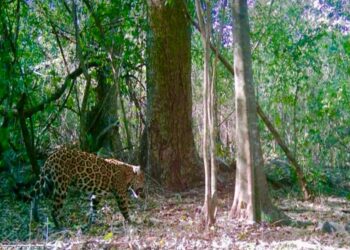 Promueven conservación del jaguar y oso negro en regiones centro y sur de Tamaulipas