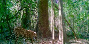 Promueven conservación del jaguar y oso negro en regiones centro y sur de Tamaulipas