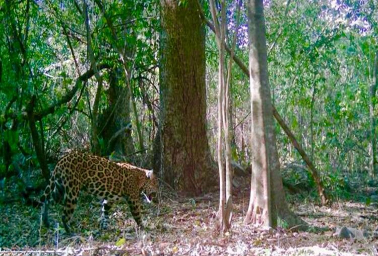 Promueven conservación del jaguar y oso negro en regiones centro y sur de Tamaulipas